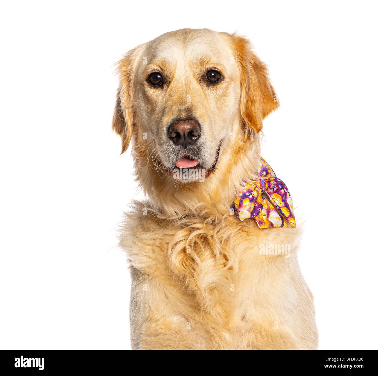 Chien Golden retriever regardant droit devant, portant un nœud papillon coloré et amusant Banque D'Images
