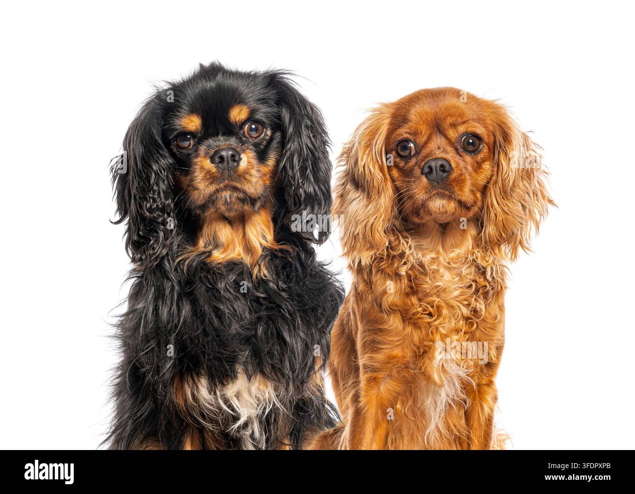 Deux chiens Cavalier King Charles Spaniel, l'un noir et tan, l'autre rubis, assis sur un fond blanc Banque D'Images