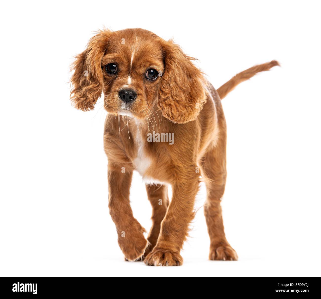 Rubis Cavalier King Charles Spaniel chiot marchant sur un fond blanc propre Banque D'Images