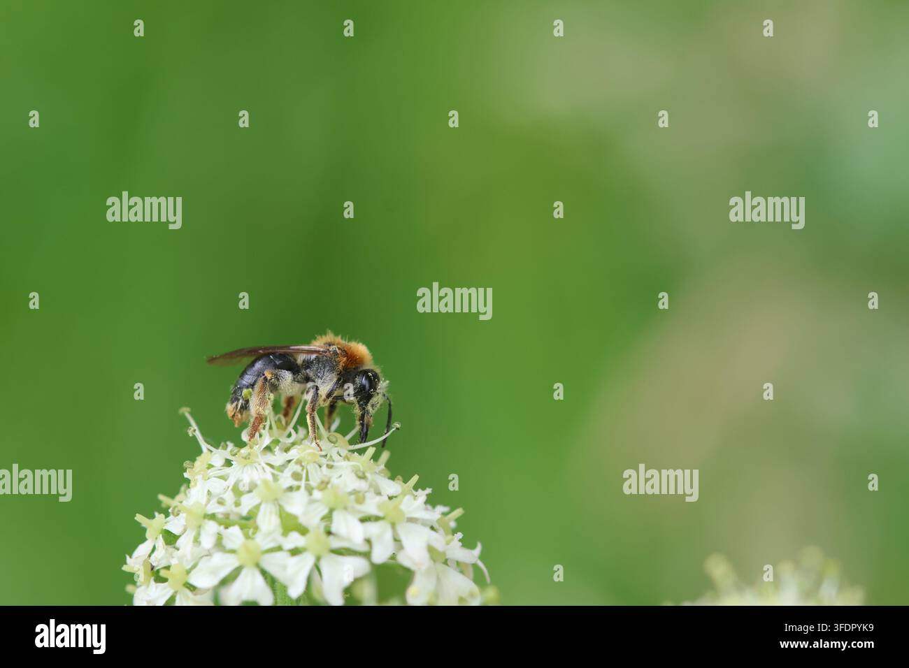 Close-up d'une abeille mineuse solitaire cherchant de la nourriture sur une fleur sauvage blanche dans une prairie verte Banque D'Images