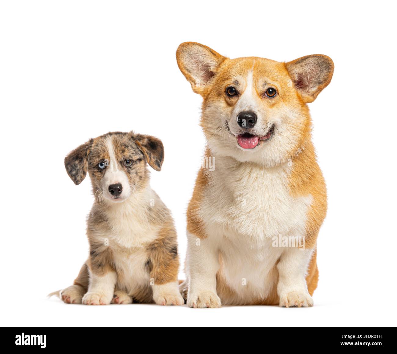 Adulte Pembroke Welsh Corgi assis à côté d'un chiot Cardigan Corgi sur fond blanc Banque D'Images