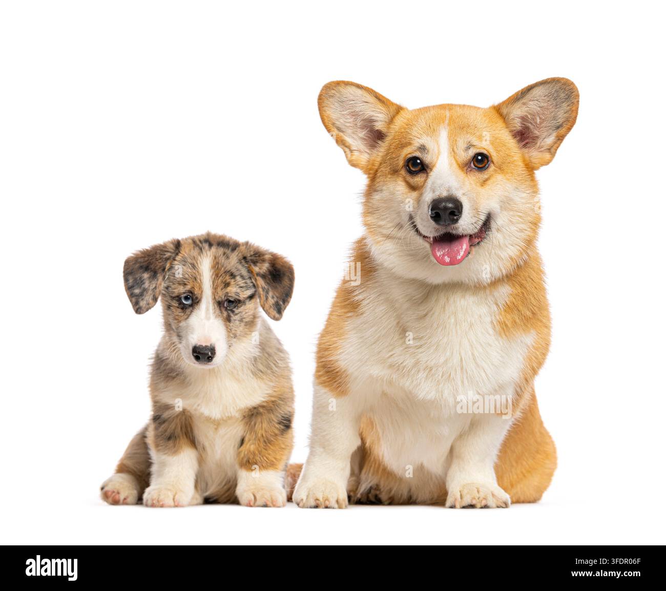 Puppy Pembroke Welsh Corgi et Cardigan Welsh Corgi assis sur fond blanc Banque D'Images