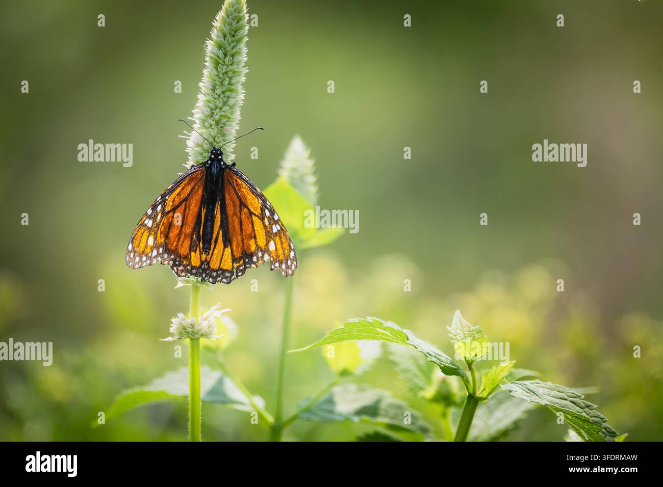 Un magnifique papillon adulte Monarque (Danaus plexippus) reposant sur une tige verticale d'une mauvaise herbe ou d'une cardère verte. Photographié de côté sous une lumière naturelle chaude Banque D'Images