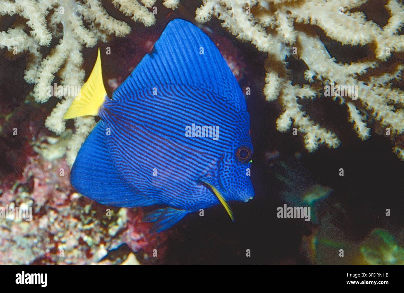 Tang violet (Zebrasoma xanthurum). Photo d’aquarium. Banque D'Images