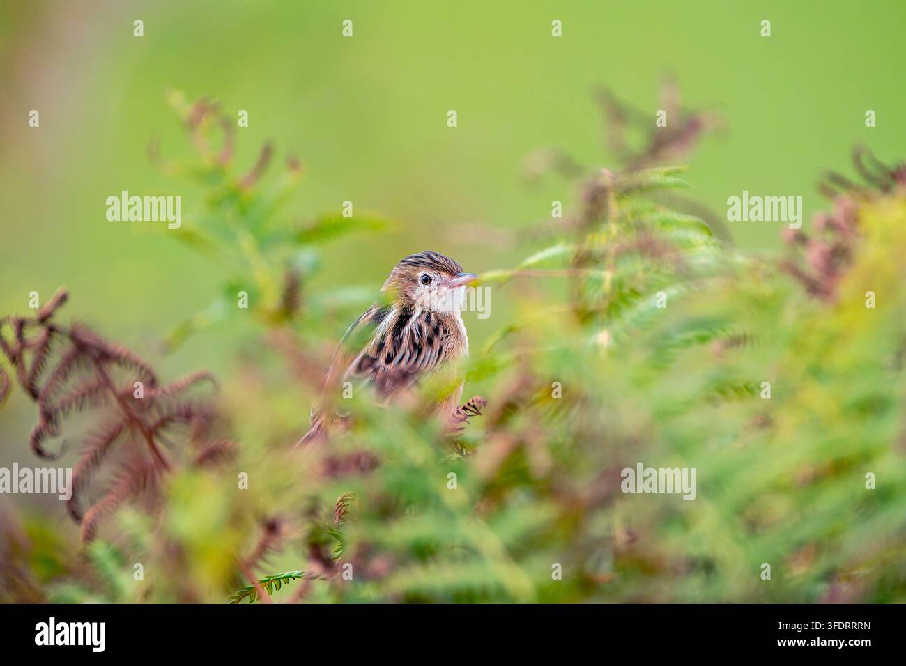 Zitting Cisticola perché sur un buisson sur la côte cantabrique dans les Asturies. Espagne. Banque D'Images
