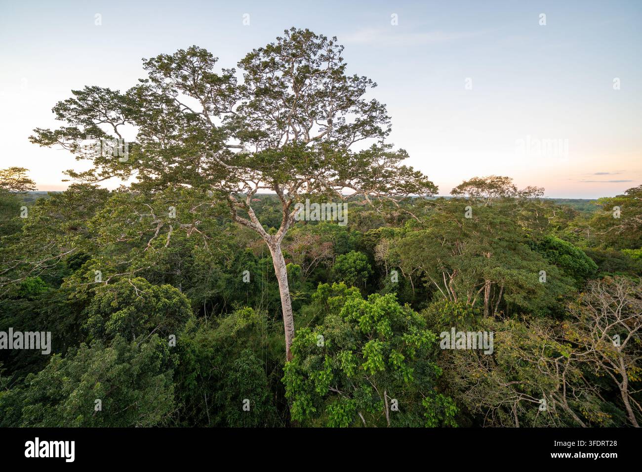 Un arbre majestueux s'élève au-dessus d'une canopée dense de forêt tropicale à l'aube, mettant en valeur un feuillage vert stratifié, la biodiversité et l'immense tranquillité h Banque D'Images