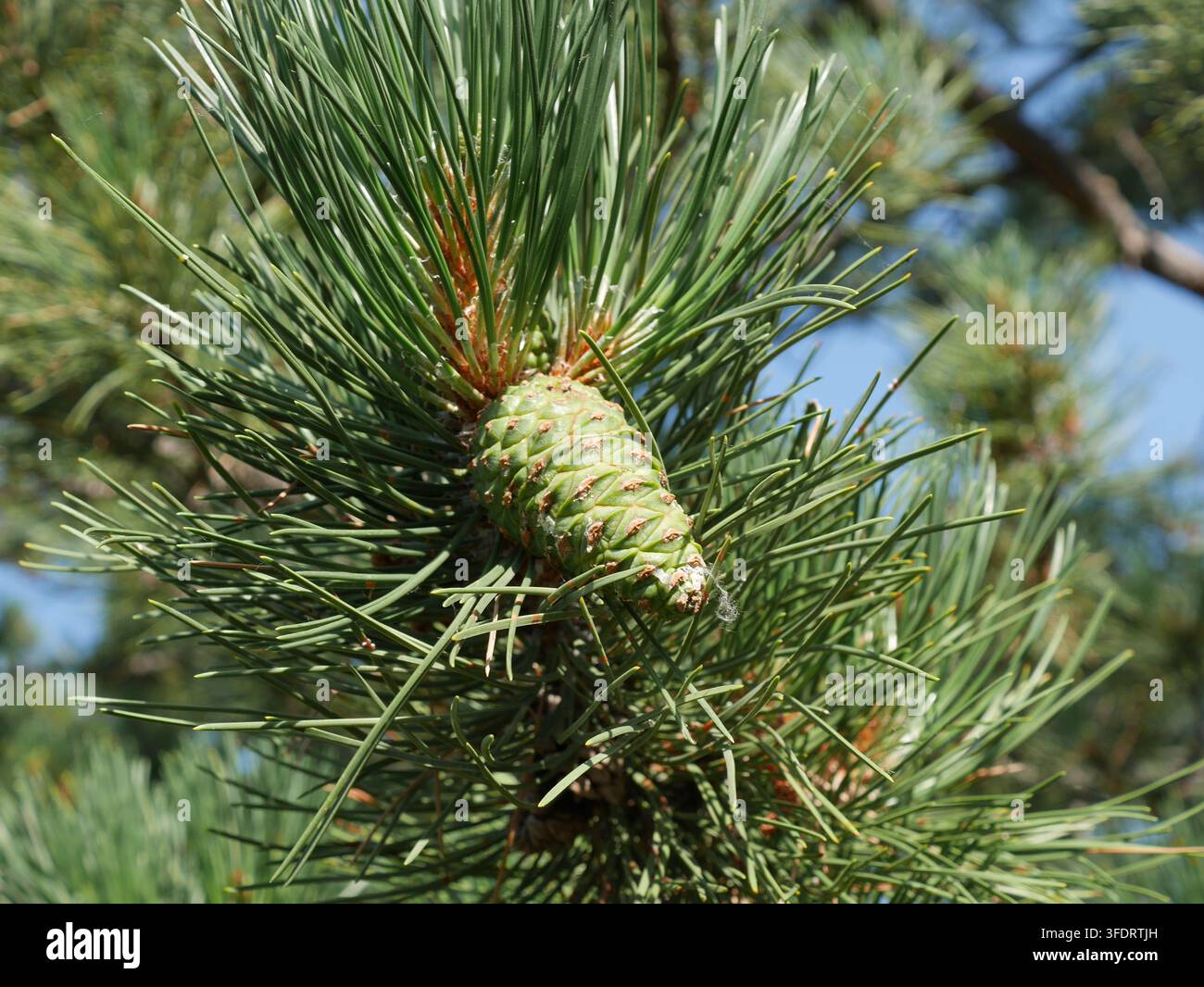 Jeune pin noir (Pinus nigra) développant un cône entouré de longues aiguilles vertes mi-juillet dans le Colorado sous un éclatant soleil d'été. Banque D'Images