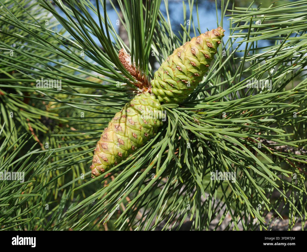 Cônes verts en développement du pin noir (Pinus nigra) entourés de longues aiguilles persistantes mi-août dans le Colorado sous un soleil d'été éclatant. Banque D'Images