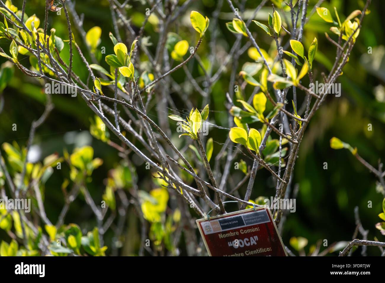 Jeune plante de coca avec de nouvelles feuilles vibrantes et une étiquette d'identification visible, capturée parmi des branches minces et une lumière du soleil tamisée dans un jardin botanique d'Amérique du Sud Banque D'Images