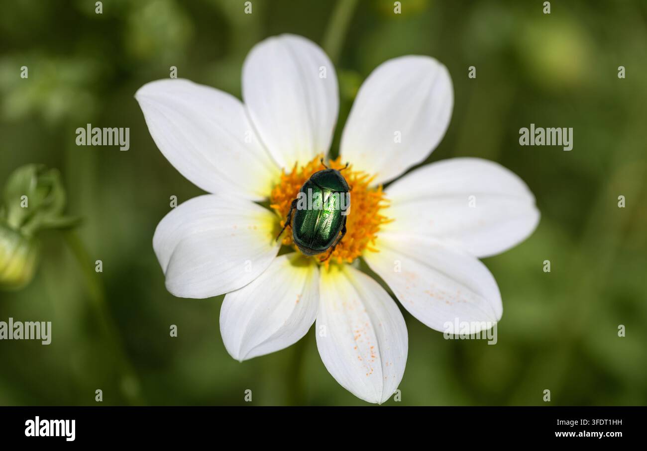 Beau scarabée émeraude Cetonia aurata sur une fleur de dahlia blanche en gros plan. Charançon vert avec des ailes brillantes arc-en-ciel. Banque D'Images