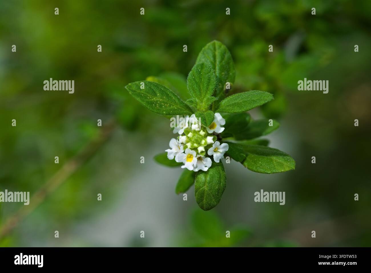 Photographie en gros plan d'un buisson d'origan en fleurs (Lippia micromera) avec des feuilles vertes parfumées et de minuscules fleurs blanches. Banque D'Images