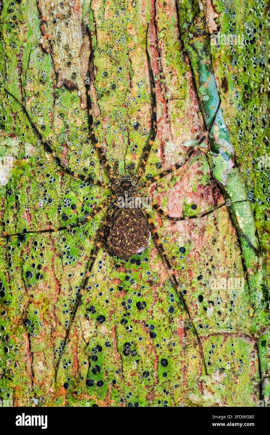araignée arboricole néotropicale, Syntrechalea sp., portant ses petits, Réserve nationale de Tambopata, Région de Madre de Dios, Province de Tambopata, Pérou, Amazonie Banque D'Images