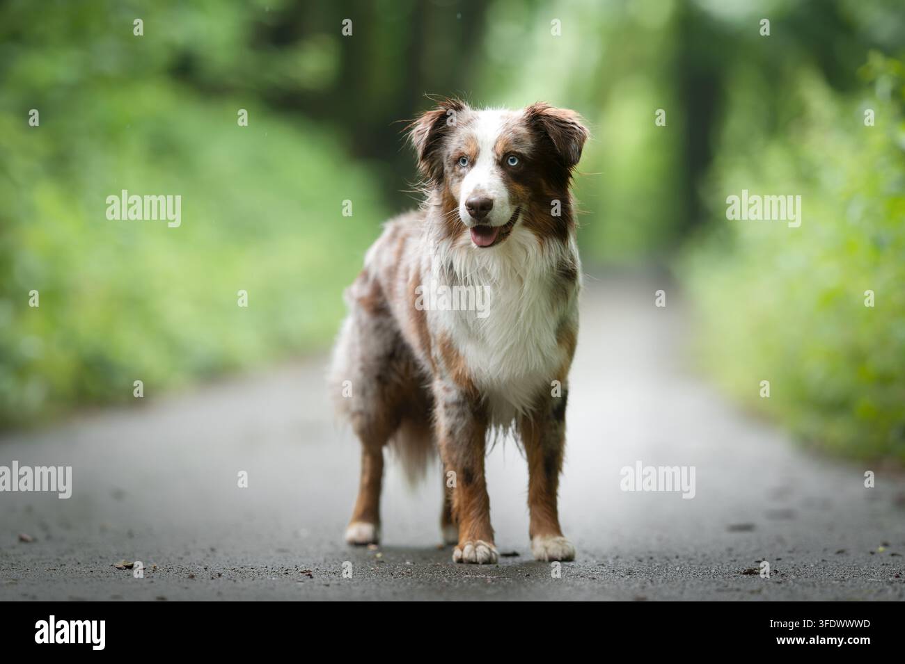 Miniature Australian Shepherd mâle debout sur un sentier forestier Banque D'Images