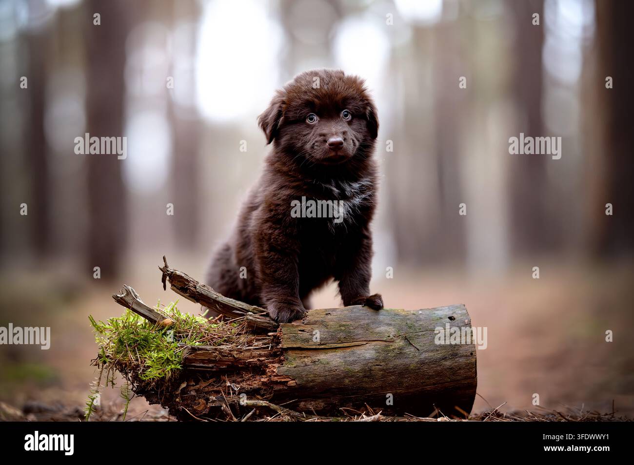 Puppy miniature Australian Shepherd assis sur une bûche Banque D'Images