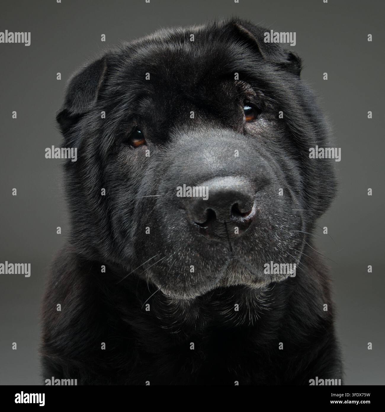 Beau vieux chien Shar Pei pure race noir assis sur fond gris. Copier l'espace. Banque D'Images