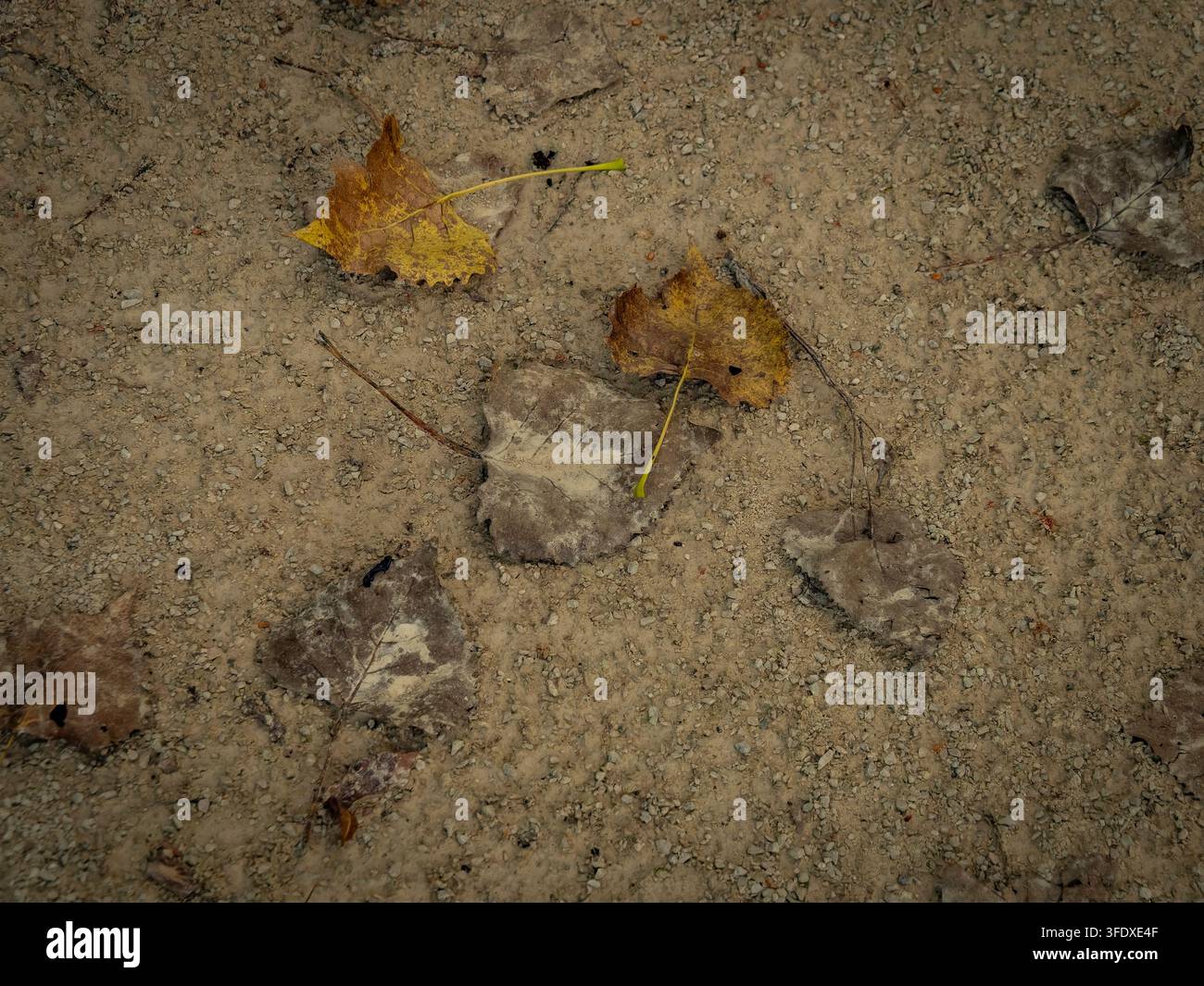 Vue de dessus de feuilles d'automne sèches éparpillées sur une surface rustique de chemin de terre et de gravier Banque D'Images
