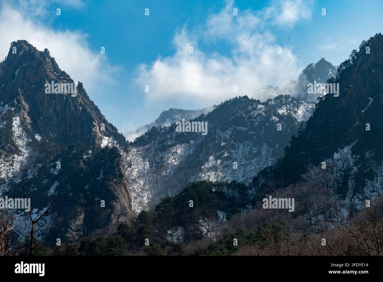 Sommets montagneux enneigés et pentes couvertes de pins sous un ciel pâle et nuageux, créant un paysage de nature sauvage hivernale paisible. Banque D'Images