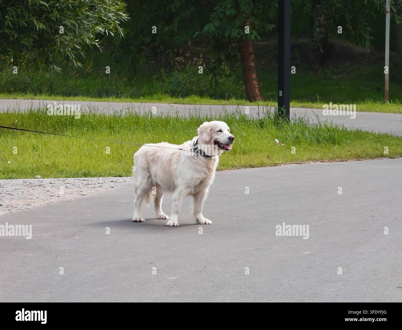 Le chien est un représentant de l'une des grandes races de retrievers. Il a une constitution robuste, un pelage clair de longueur moyenne et un collier et une laisse sombres. Il se tient o Banque D'Images