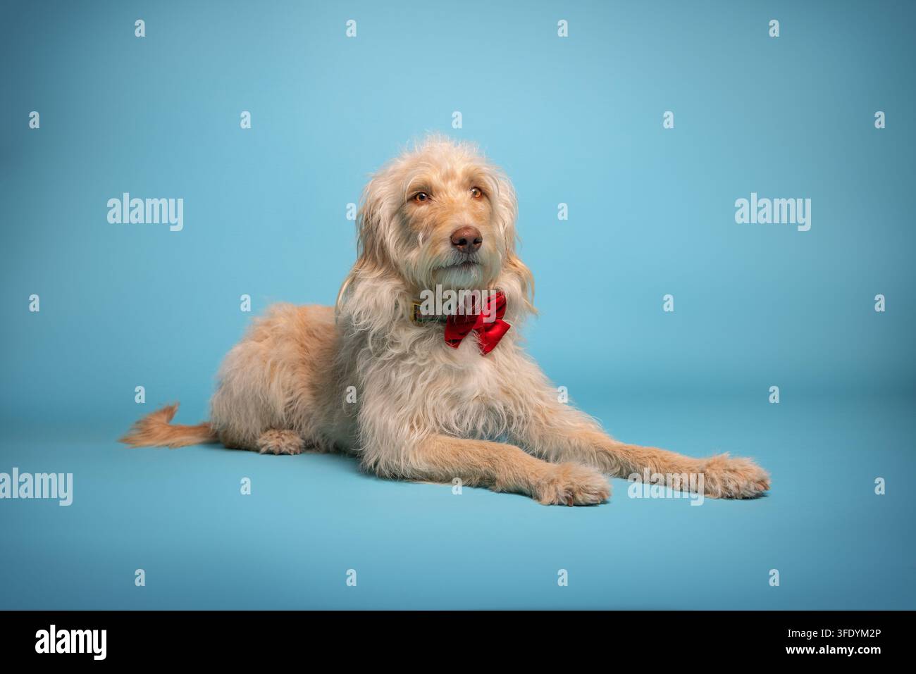 Labradoodle allongé portant un nœud papillon rouge Banque D'Images