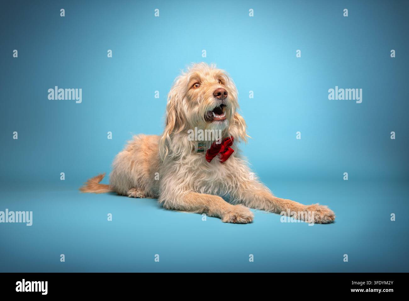 Labradoodle avec nœud papillon rouge repose détendu Banque D'Images