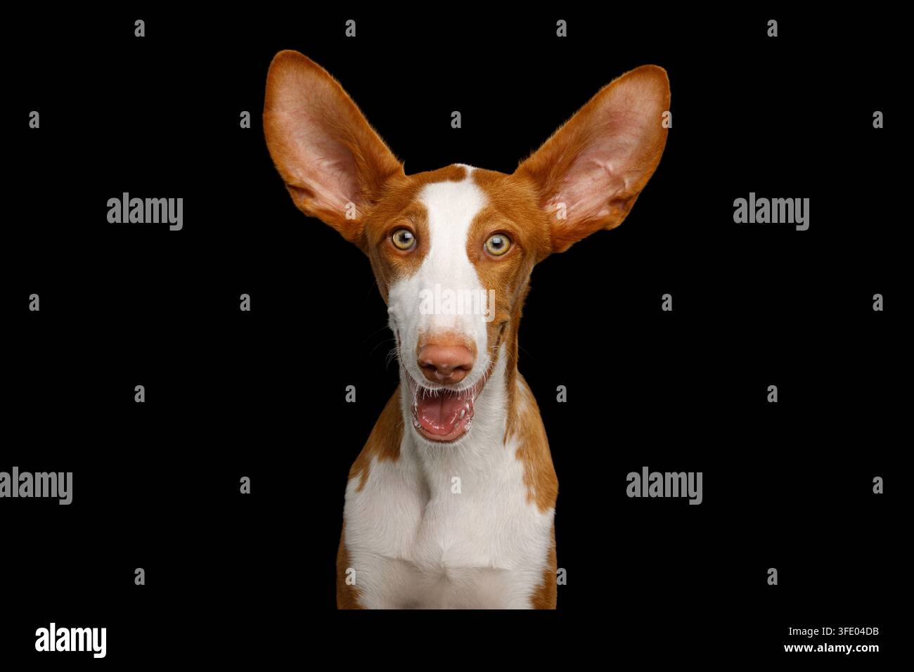 Le chien ibizien sourit avec une bouche courbée en sourire, ses grandes oreilles s’envolent vers l’extérieur dans une surprise ravie, ses grands yeux fixent droit devant avec une joie surprise, drôle et heureux expr Banque D'Images
