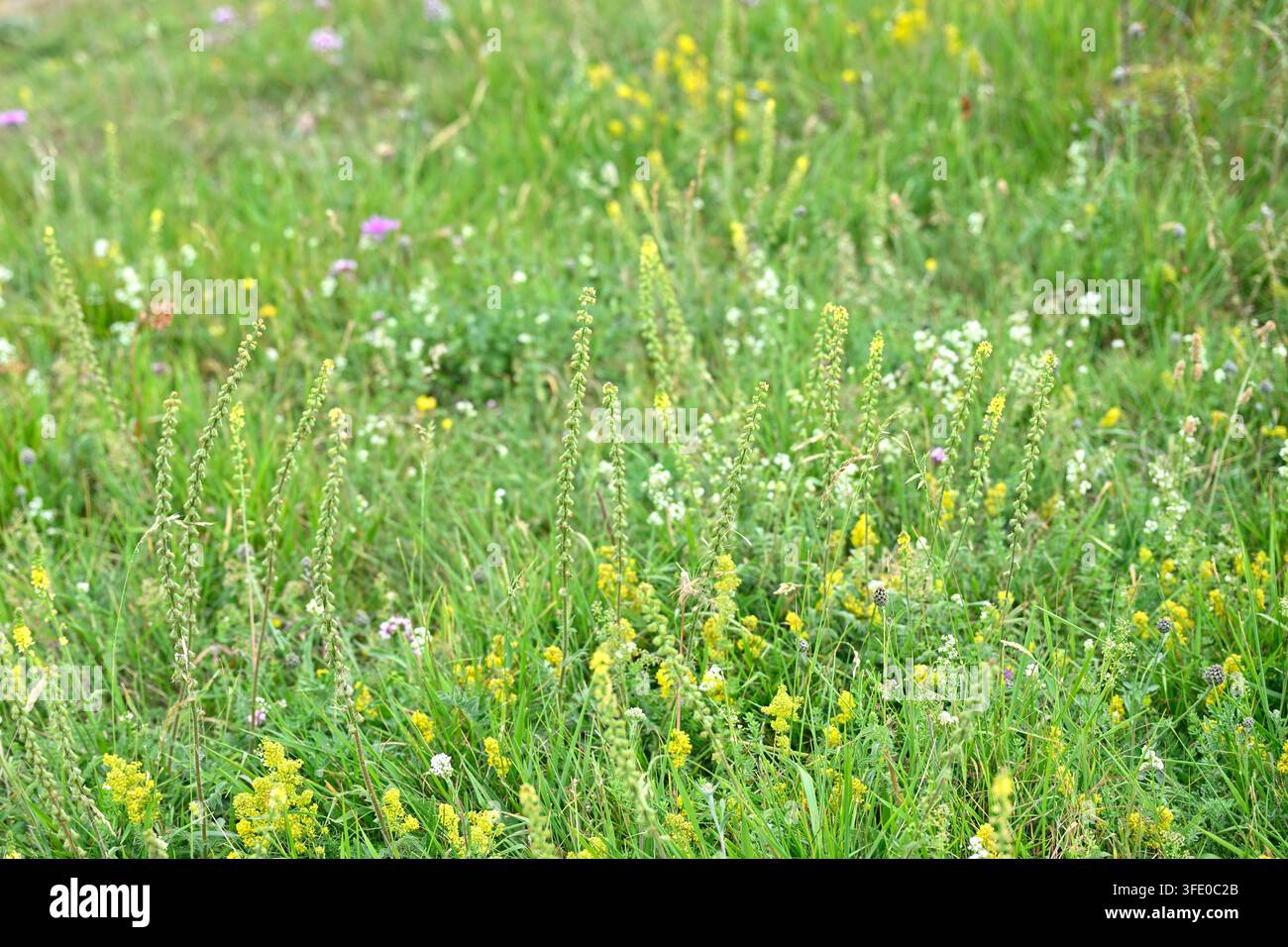 Mélange de fleurs sauvages comprenant, Gaillet des haies, Gaillet des dames, Agrimonie commune, Agrimonia eupatoria poussant dans une prairie du Royaume-Uni Jume Banque D'Images