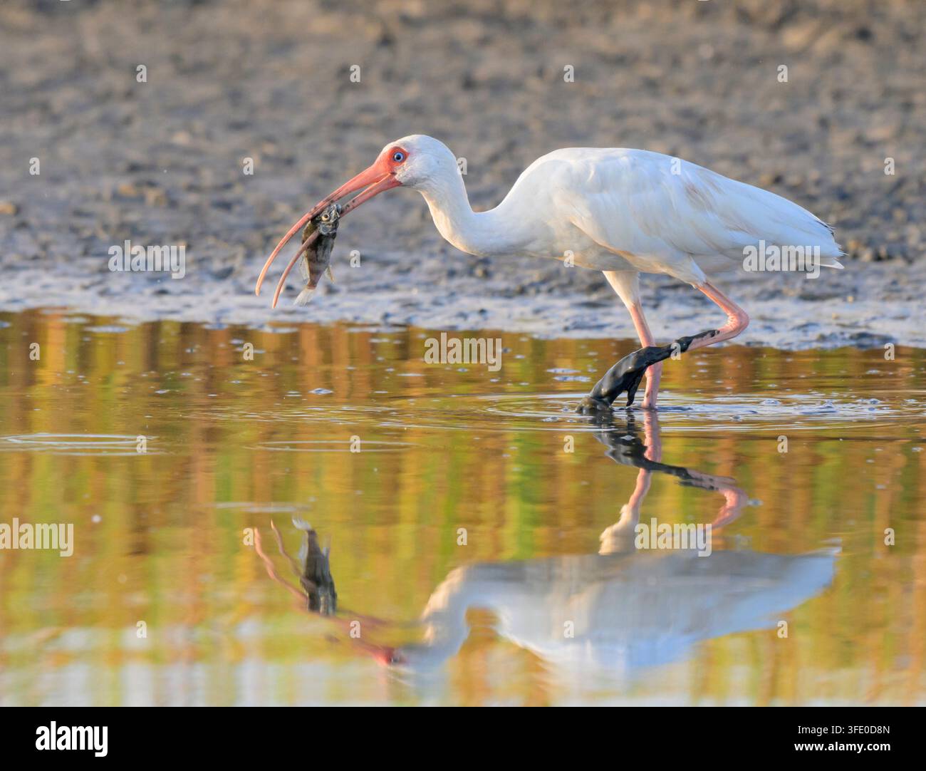 Ibis blanc d'Amérique (Eudocimus albus) mangeant un petit poisson capturé dans une lagune de marée, Galveston, Texas, États-Unis Banque D'Images