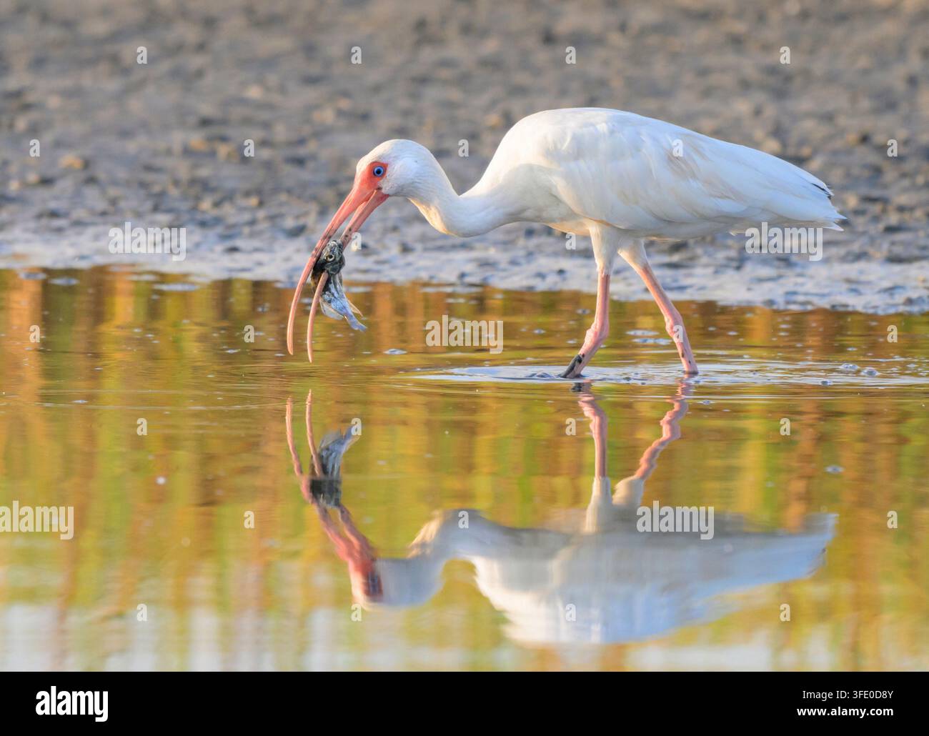 Ibis blanc d'Amérique (Eudocimus albus) mangeant un petit poisson capturé dans une lagune de marée, Galveston, Texas, États-Unis Banque D'Images