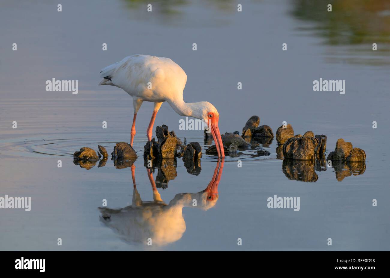 Ibis blanc d'Amérique (Eudocimus albus) se nourrissant sur un lit d'huîtres dans une lagune de marée à marée basse, Galveston, Texas, États-Unis. Banque D'Images