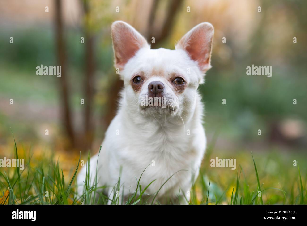 Chihuahua à poils courts blanc assis sur de l'herbe verte en automne Banque D'Images