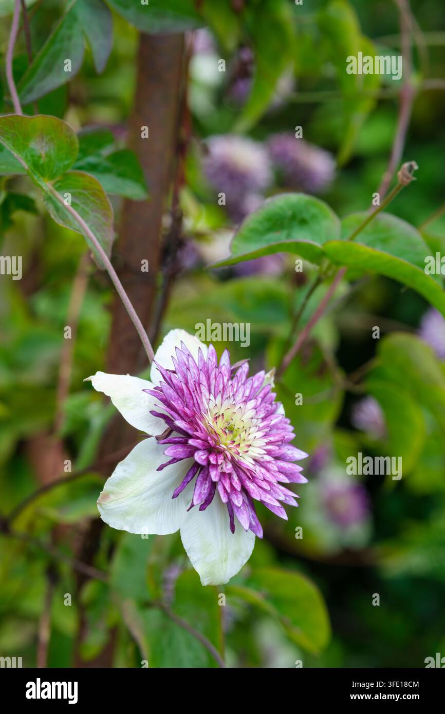 Clematis Viennetta, Clematis Evipo006, fleur à multiples couches avec des tépales extérieurs blanc crème, centre violet et vert Banque D'Images