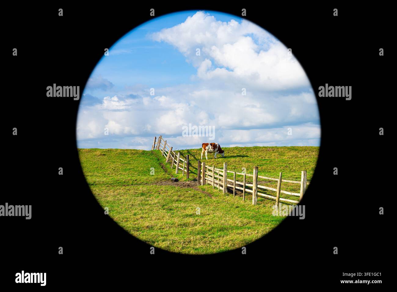 Vache paissant dans un pâturage vert vue à travers un cadre de fenêtre rond. Banque D'Images