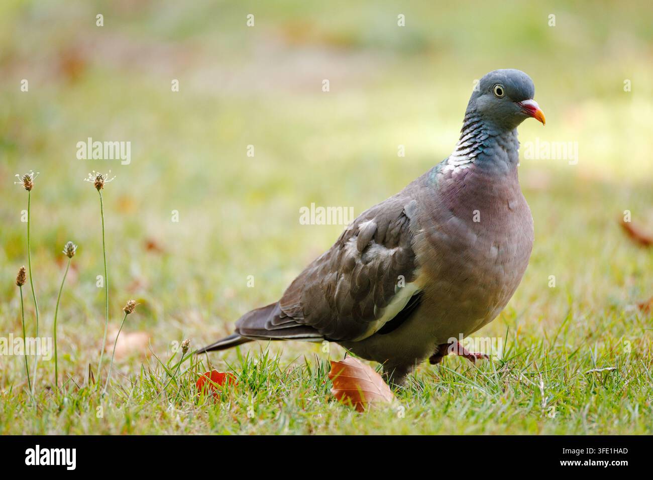 Colombe commune (Columba palumbus) debout sur de l'herbe verte, vue latérale montrant une tache blanche sur le cou et un plumage gris dans un cadre de parc. Banque D'Images