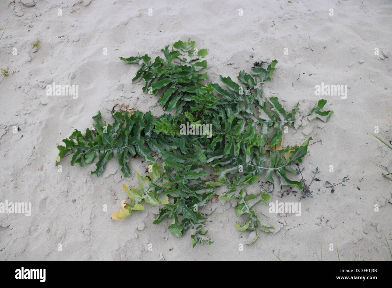 Plante de radis de mer de plage Rosette de feuilles, radis sauvage à Kintyre, Écosse, Royaume-Uni Banque D'Images