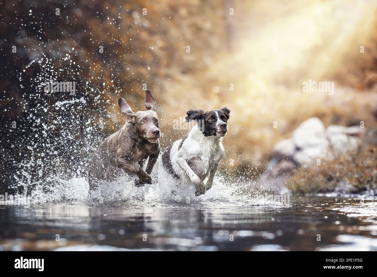 Weimaraner et petit chien de Münsterland Banque D'Images