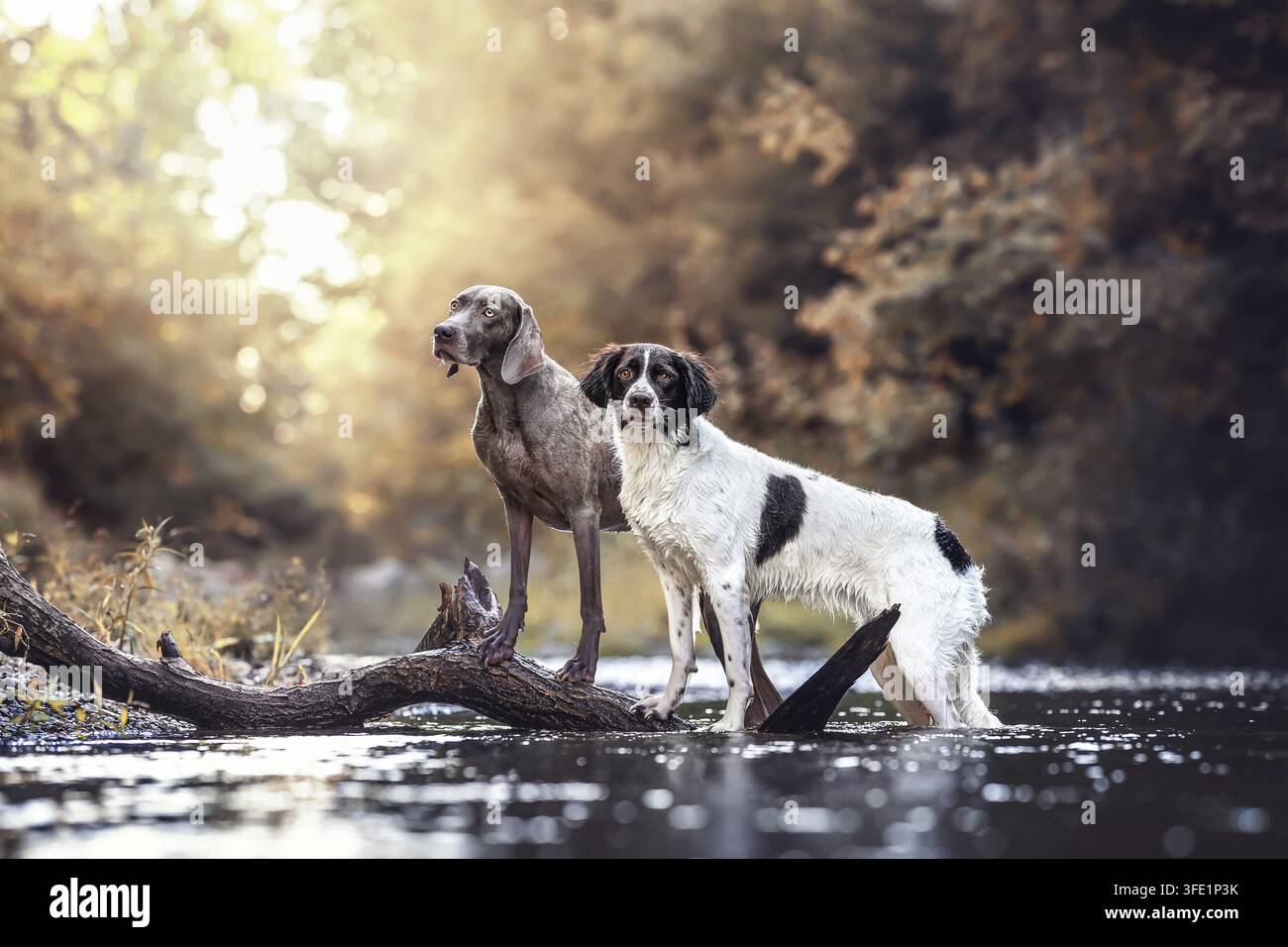 Weimaraner et petit chien de Münsterland Banque D'Images