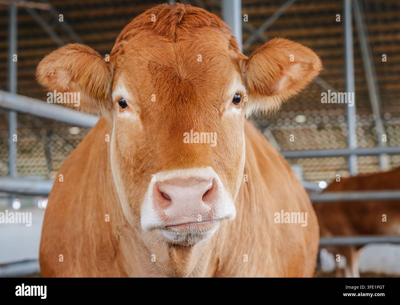 Portrait rapproché d'une vache brune dans une étable, animal de ferme Banque D'Images