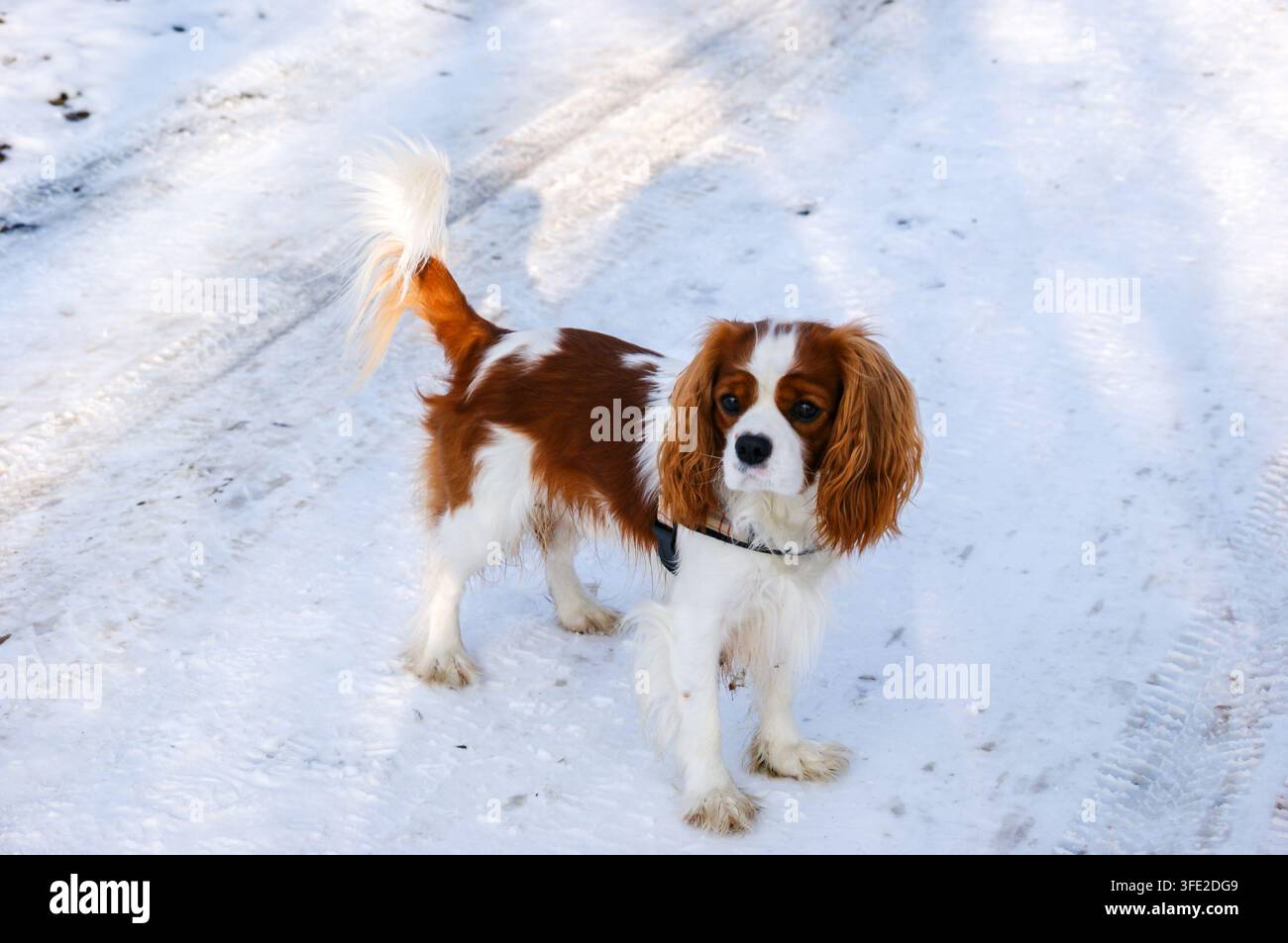 Cavalier King Charles Spaniel, chien en hiver Banque D'Images
