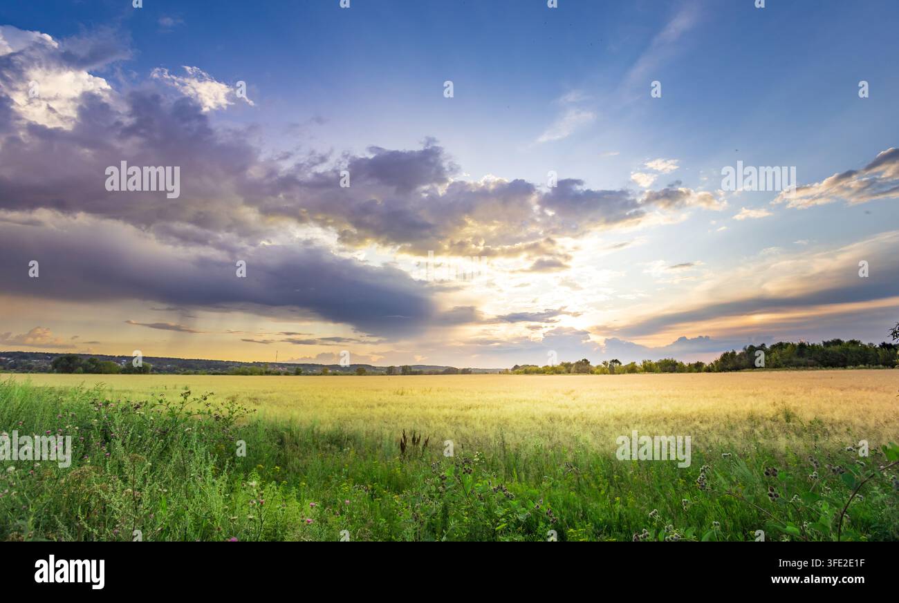 Champ doré s'étendant sous un ciel dramatique. Les nuages brillent d'une couleur ambrée près du soleil couchant Banque D'Images
