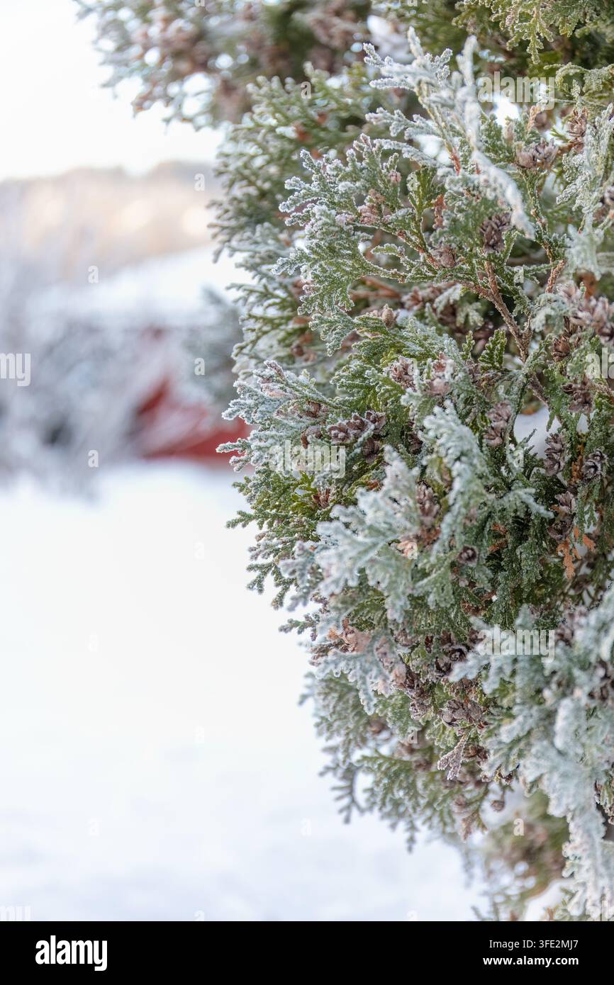 L'endurance hivernale à feuilles persistantes apparaît dans des branches de conifères recouvertes de givre sur un fond doux enneigé avec un espace ouvert pour les mises en page nature saisonnières et co Banque D'Images