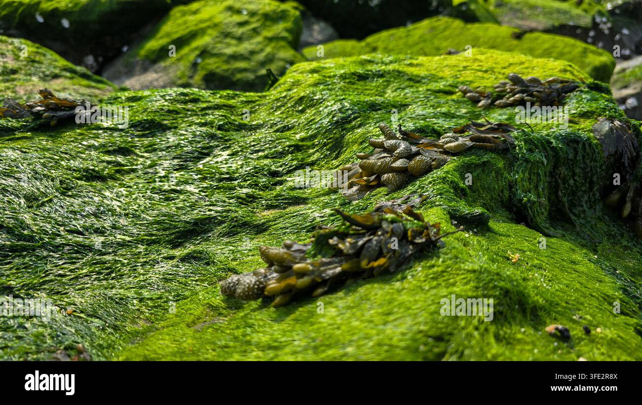 Vue rapprochée de rochers côtiers recouverts de mousse verte vibrante, d'algues vertes et d'algues marines sur le rivage de l'océan ou de la mer. Banque D'Images
