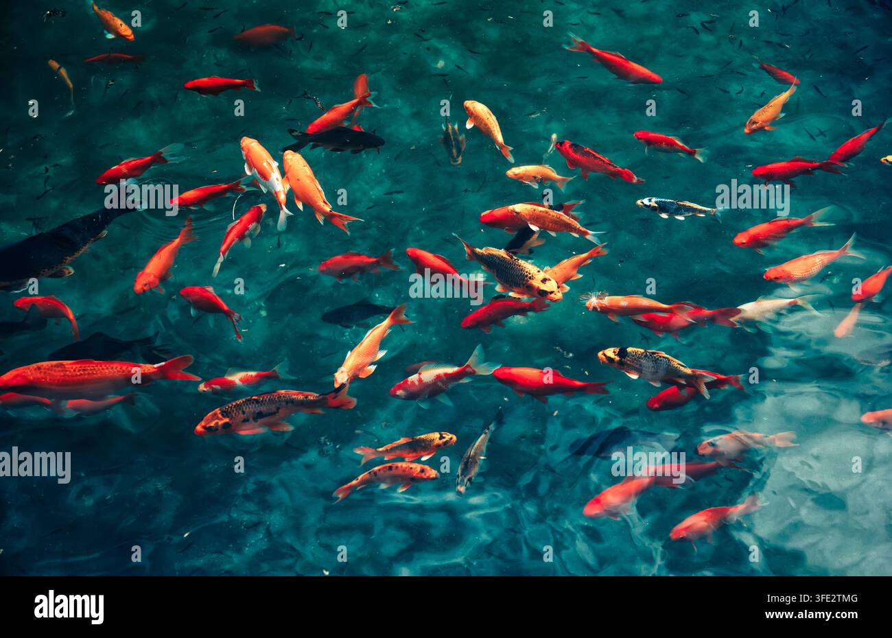 Les carpes Koï japonaises nagent dans l'étang Banque D'Images