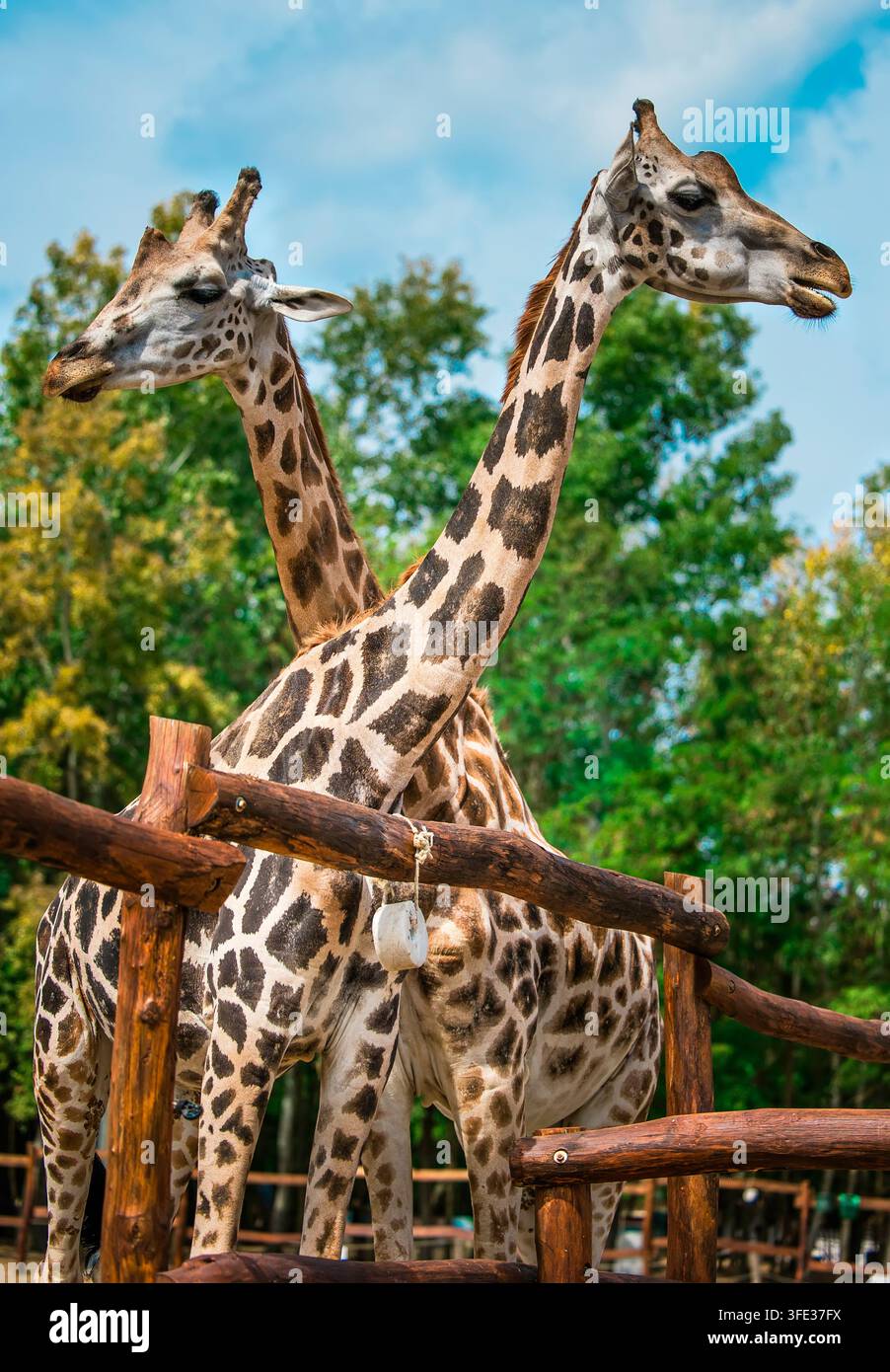 Tête et cou d'un couple de girafes Banque D'Images