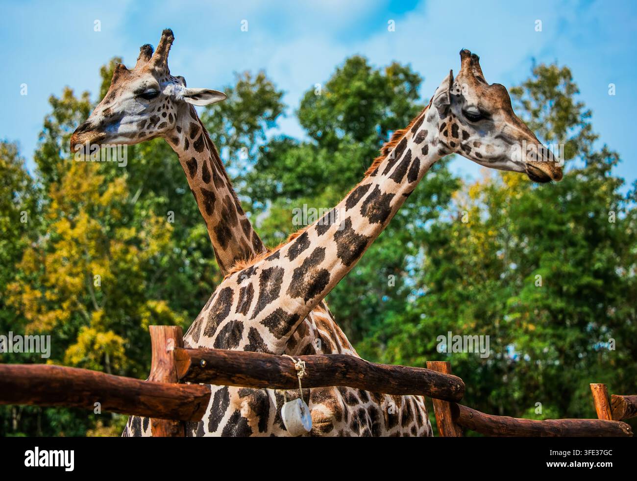Tête et cou d'un couple de girafes Banque D'Images