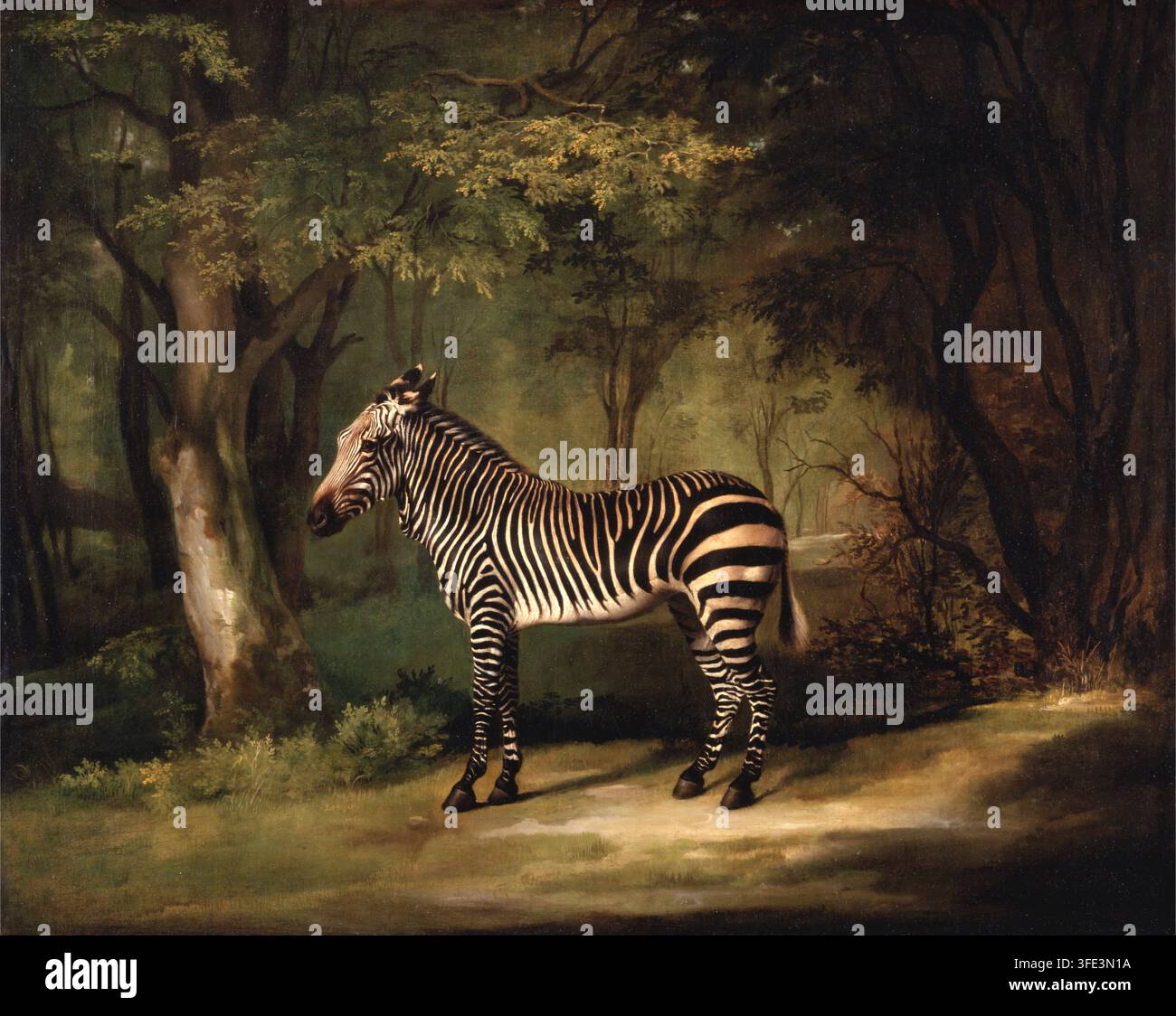 Zèbre, (1763), Peinture de George Stubbs Banque D'Images