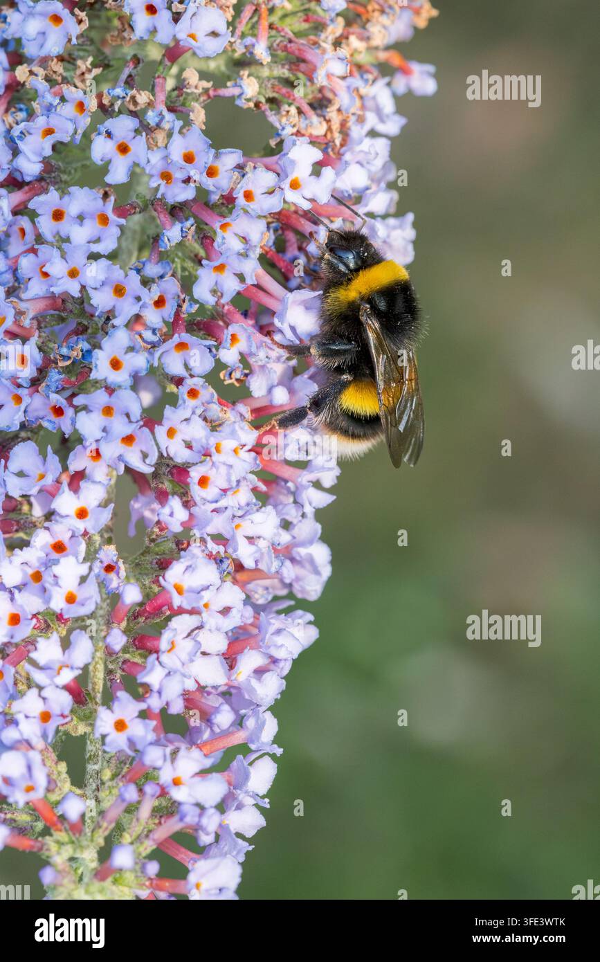 Bourdonnaire à queue fauve [ Bombus terrestris ] se nourrissant sur les fleurs d’un arbuste de buddleia [ Buddleja ], Somerset, Royaume-Uni Banque D'Images