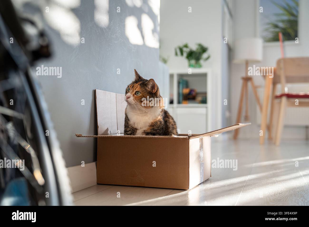 Chat calico curieux assis dans une boîte en carton observant le reflet éclatant du soleil se déplacer sur le mur à la maison Banque D'Images