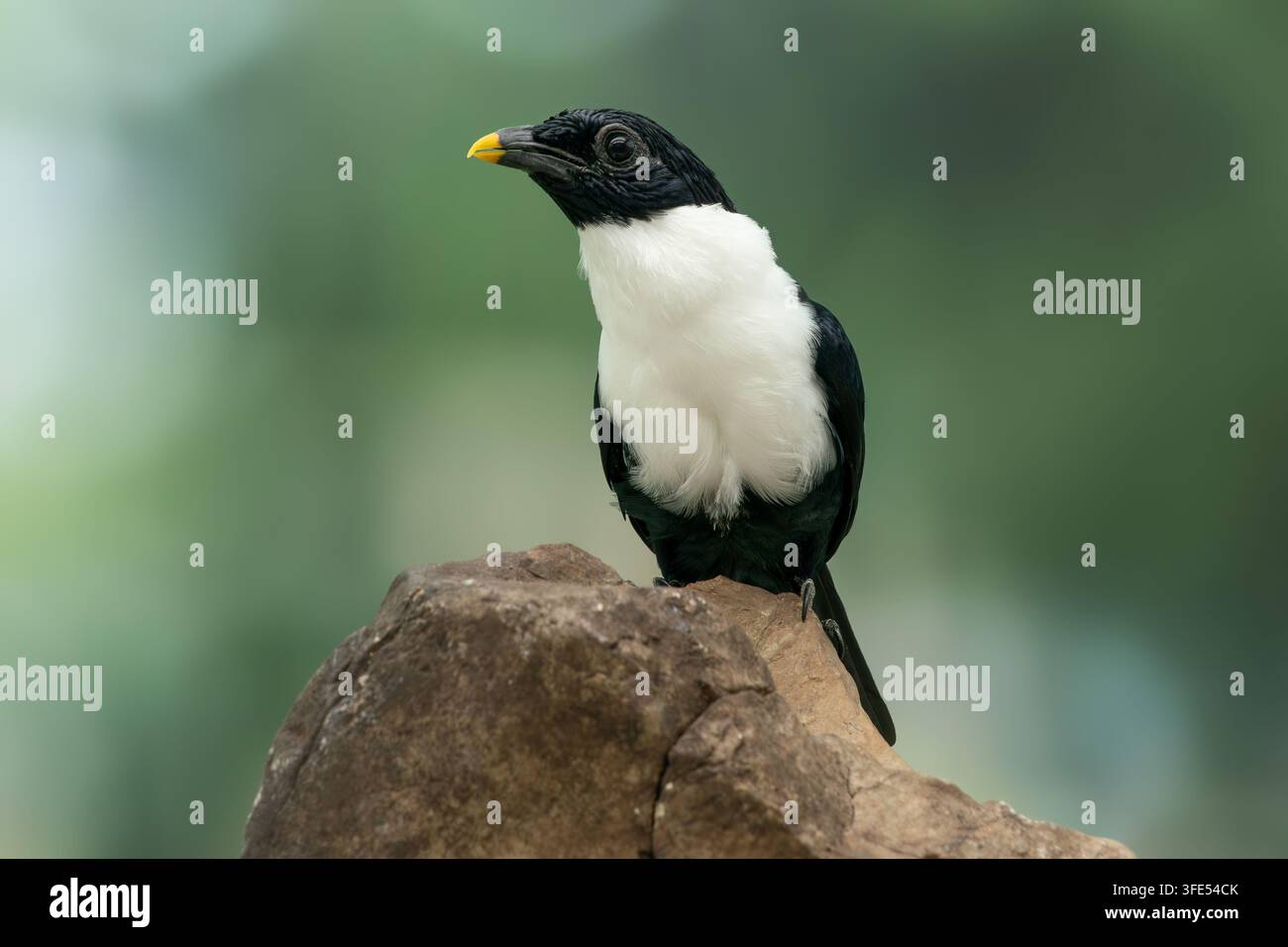 Mynah à col blanc, forme nominative avec le bec à pointe jaune Streptocitta albicollis albicollis Banque D'Images