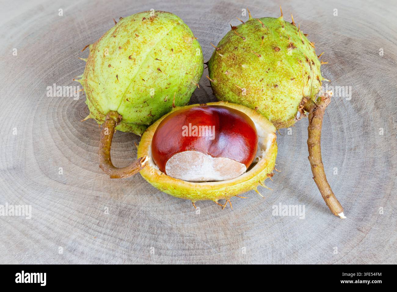 Fruit de marronnier en photographies macro en studio Banque D'Images