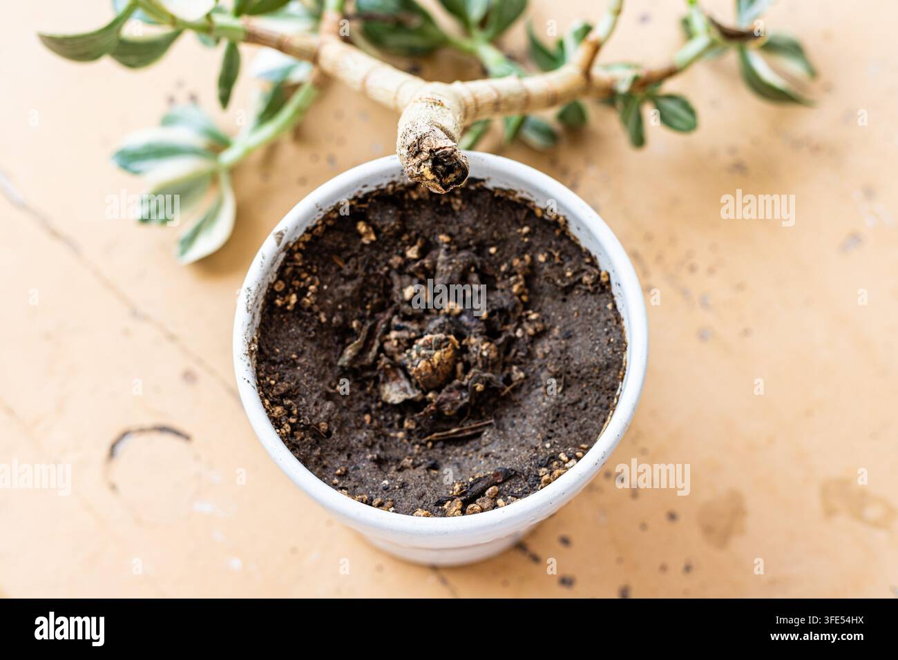 Plante de jade sur-arrosée avec pourriture de la tige et sol mouillé dans un pot blanc Banque D'Images
